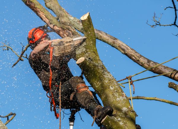 Tree Trimming Service in Loveland