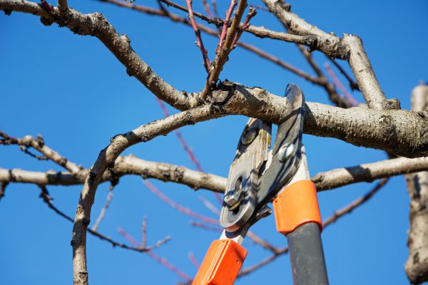 Tree Pruning in Loveland