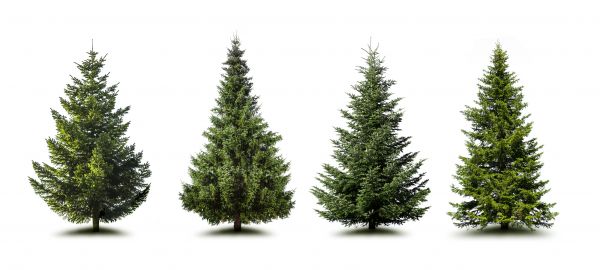 Cost of Pine Tree Trimming in Loveland