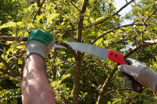 Apple Tree Trimming in Loveland