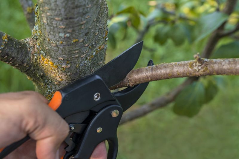 Apple Tree Pruning