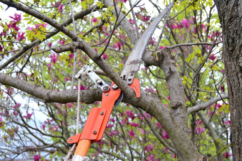 Oak Tree Pruning